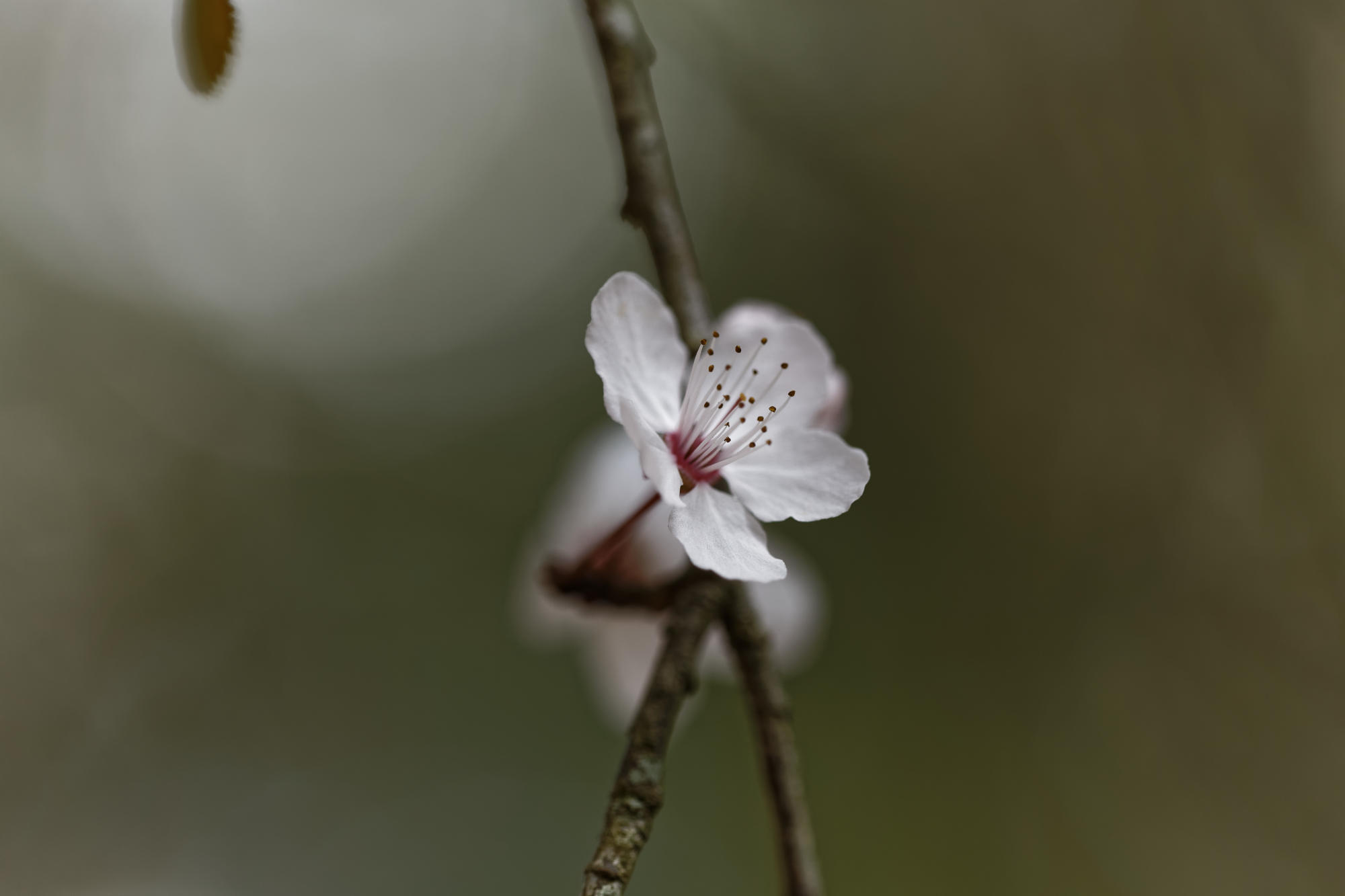 fleur blanche